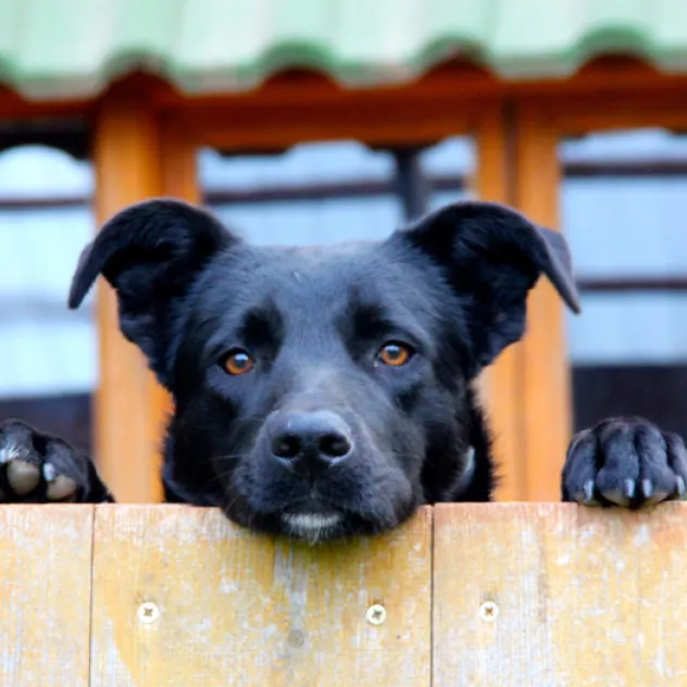 Dog looking over a fence.
