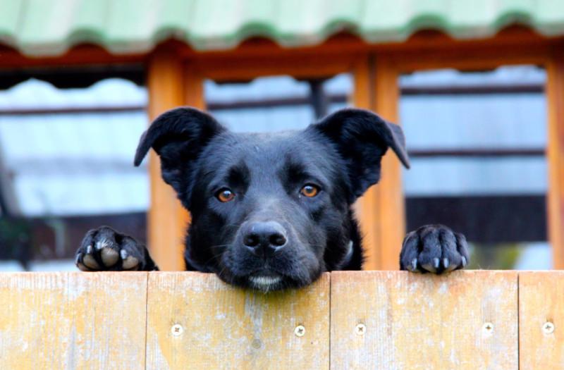 Dog looking over a fence.